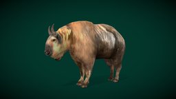 American Male Golden Takin (Lowpoly)