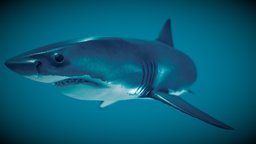 Great White Shark (Carcharodon carcharias)