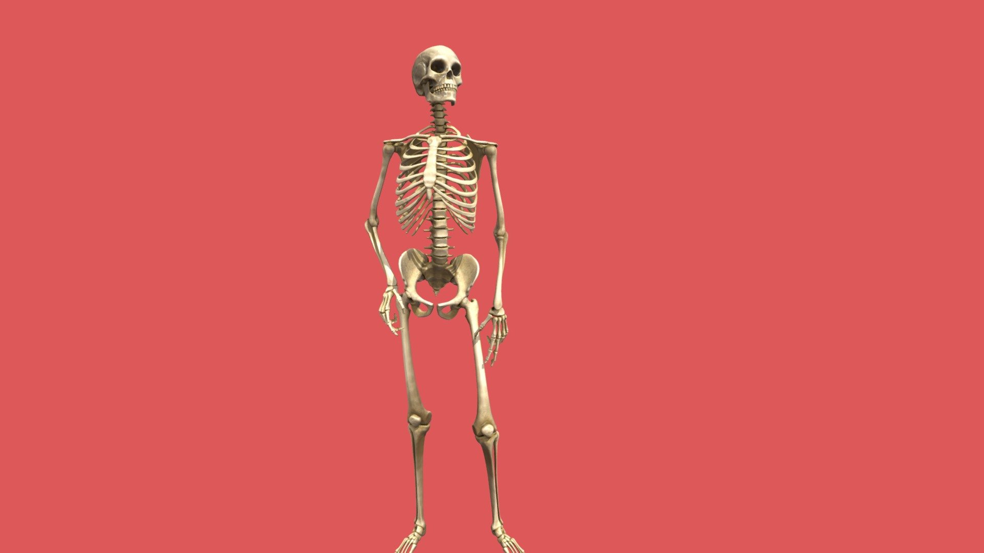 Curious skeleton 3d model