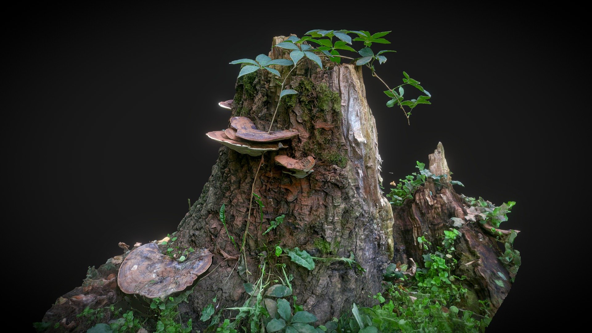 Tree stump 3d model