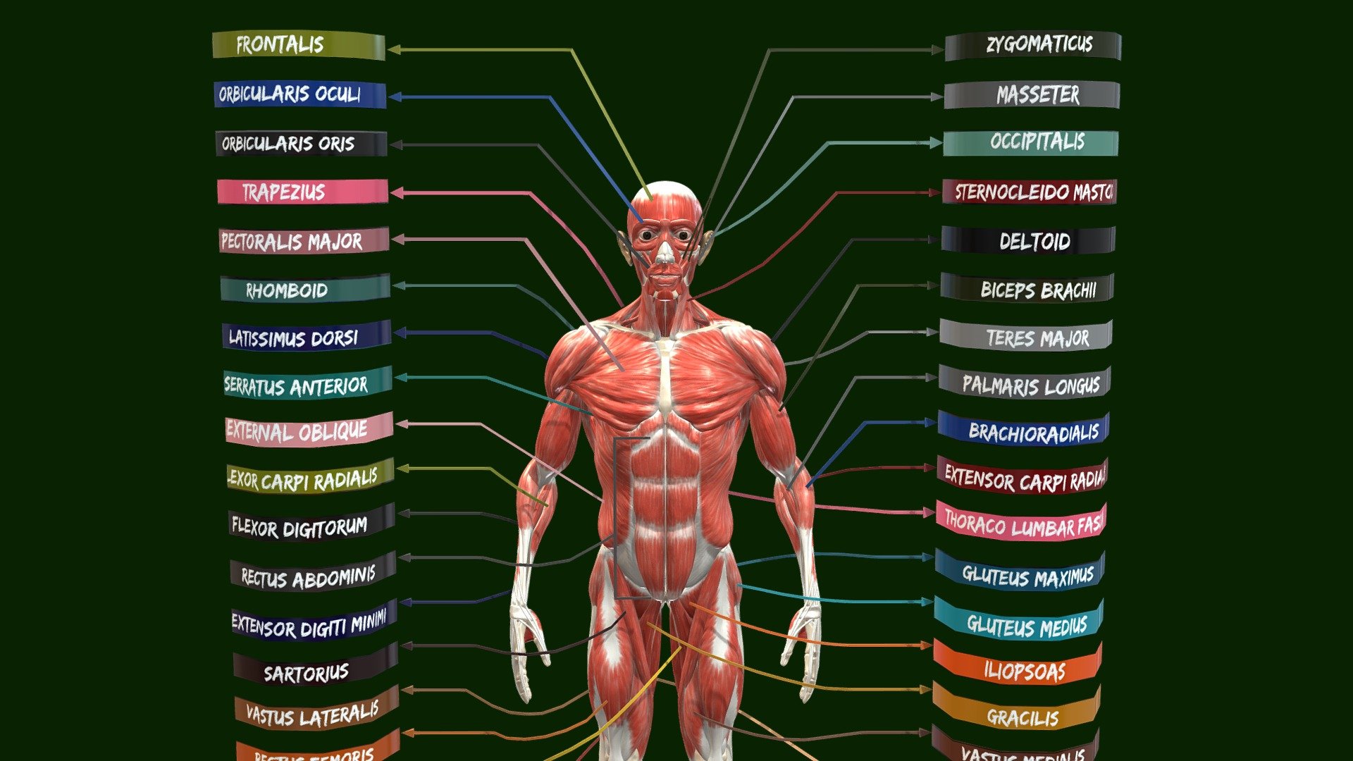 Muscle system in human body 3d model