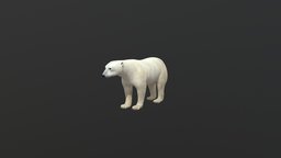 Polar Bear Fbx