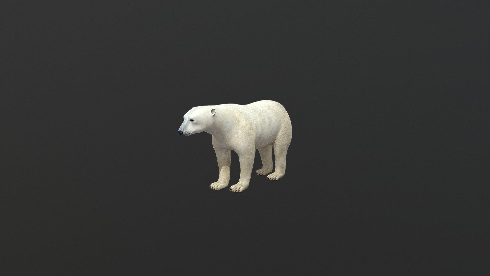 Polar Bear Fbx 3d model