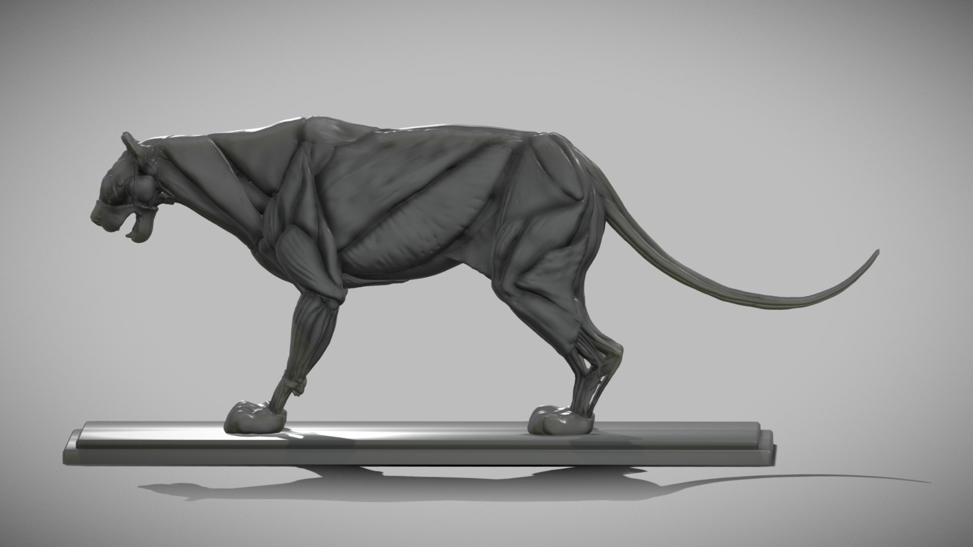 Cougar musculoskeletal system 3d model