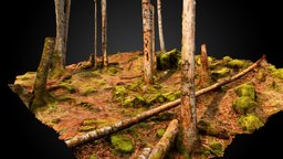 Beech forest (Fagus sylvatica)