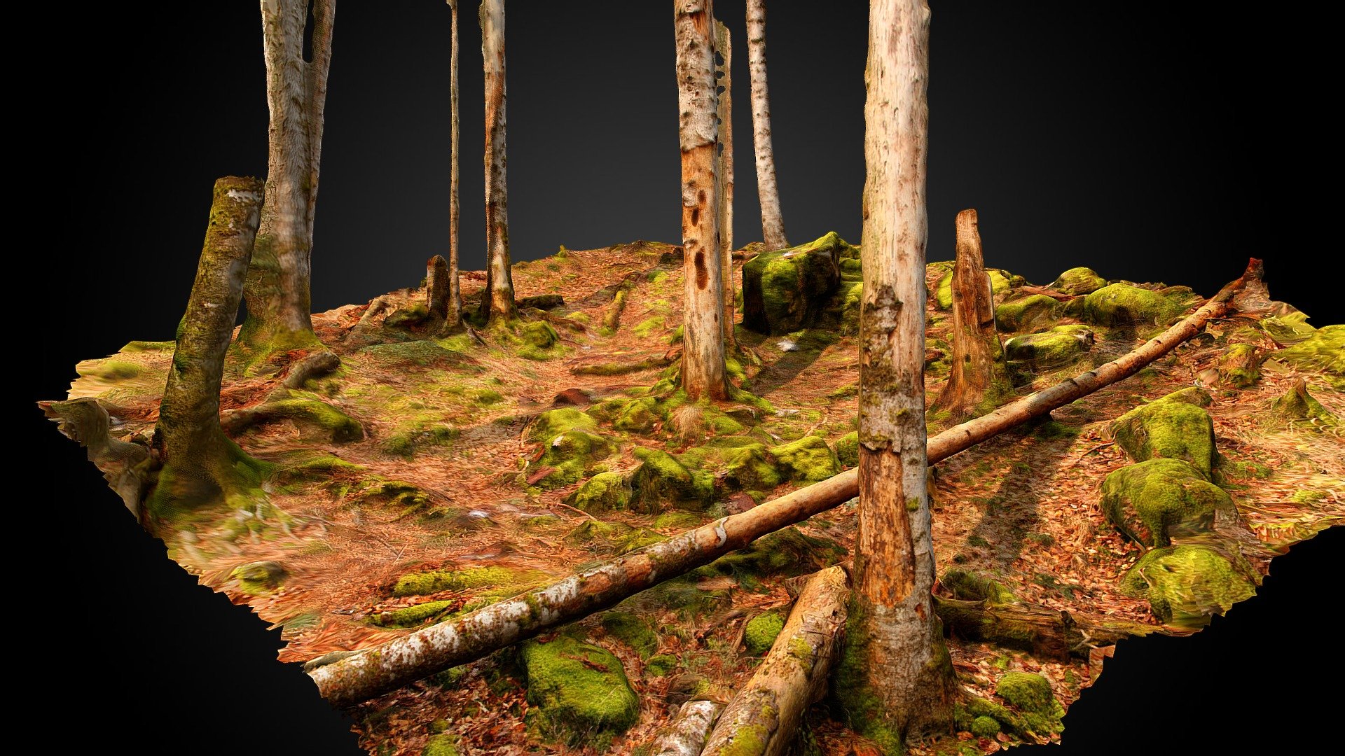 Beech forest (Fagus sylvatica) 3d model