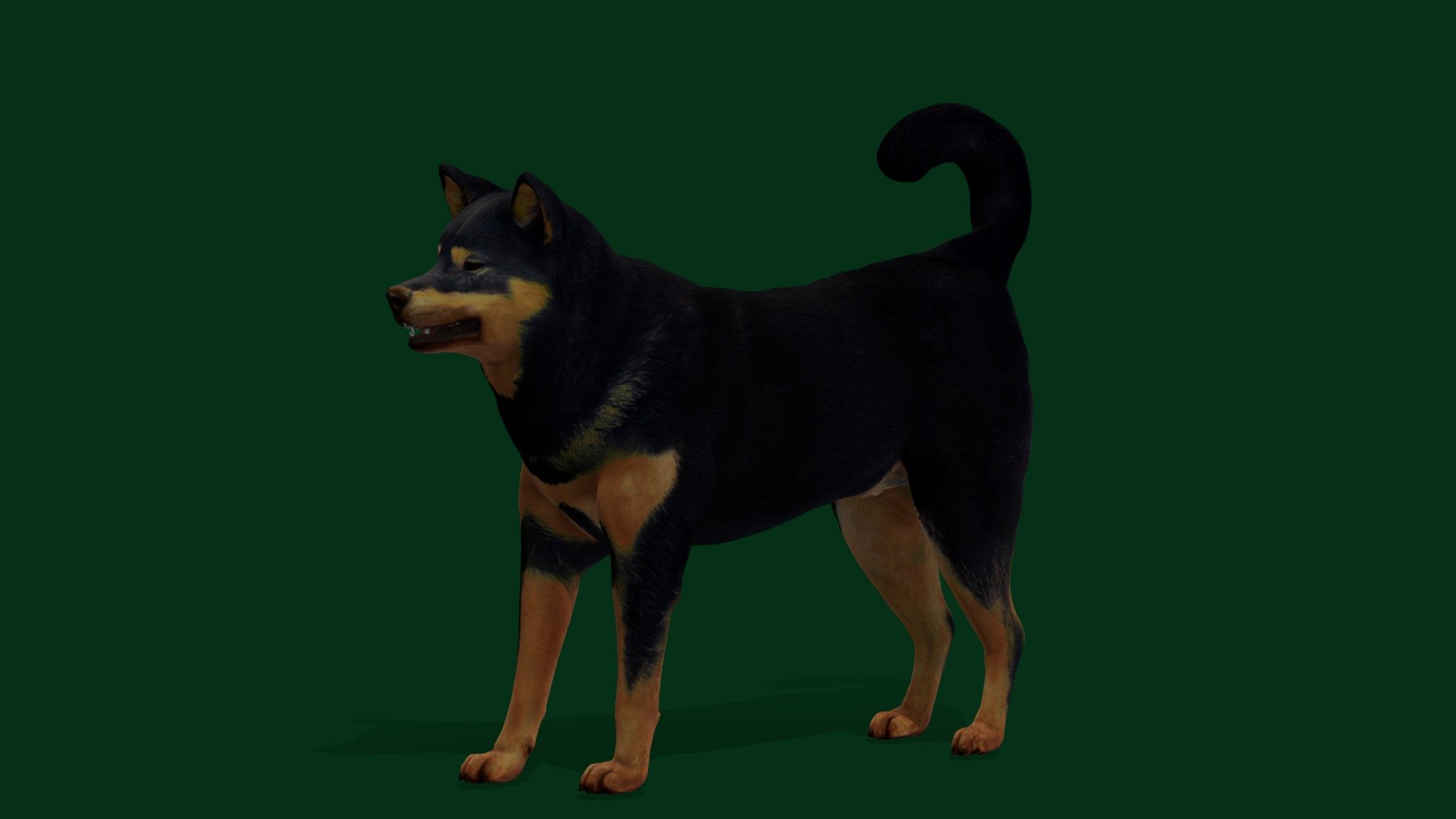 Kōchi-Ken Inu Dog Breed (Game Ready) 3d model