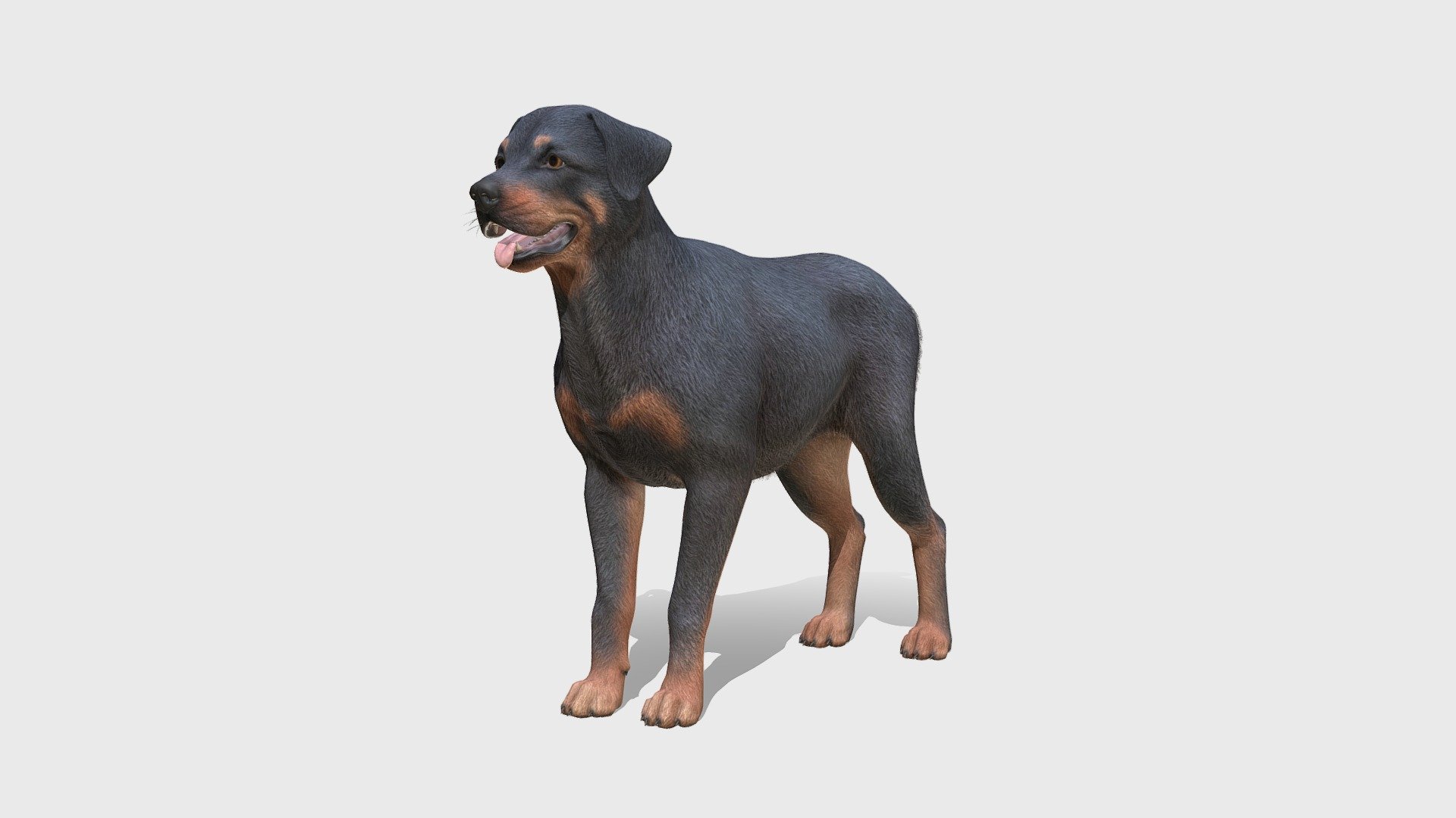 Dog 3d model