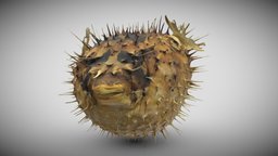 Pufferfish (Photogrammetry)