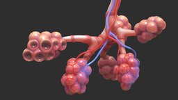 Bronchi Alveoli