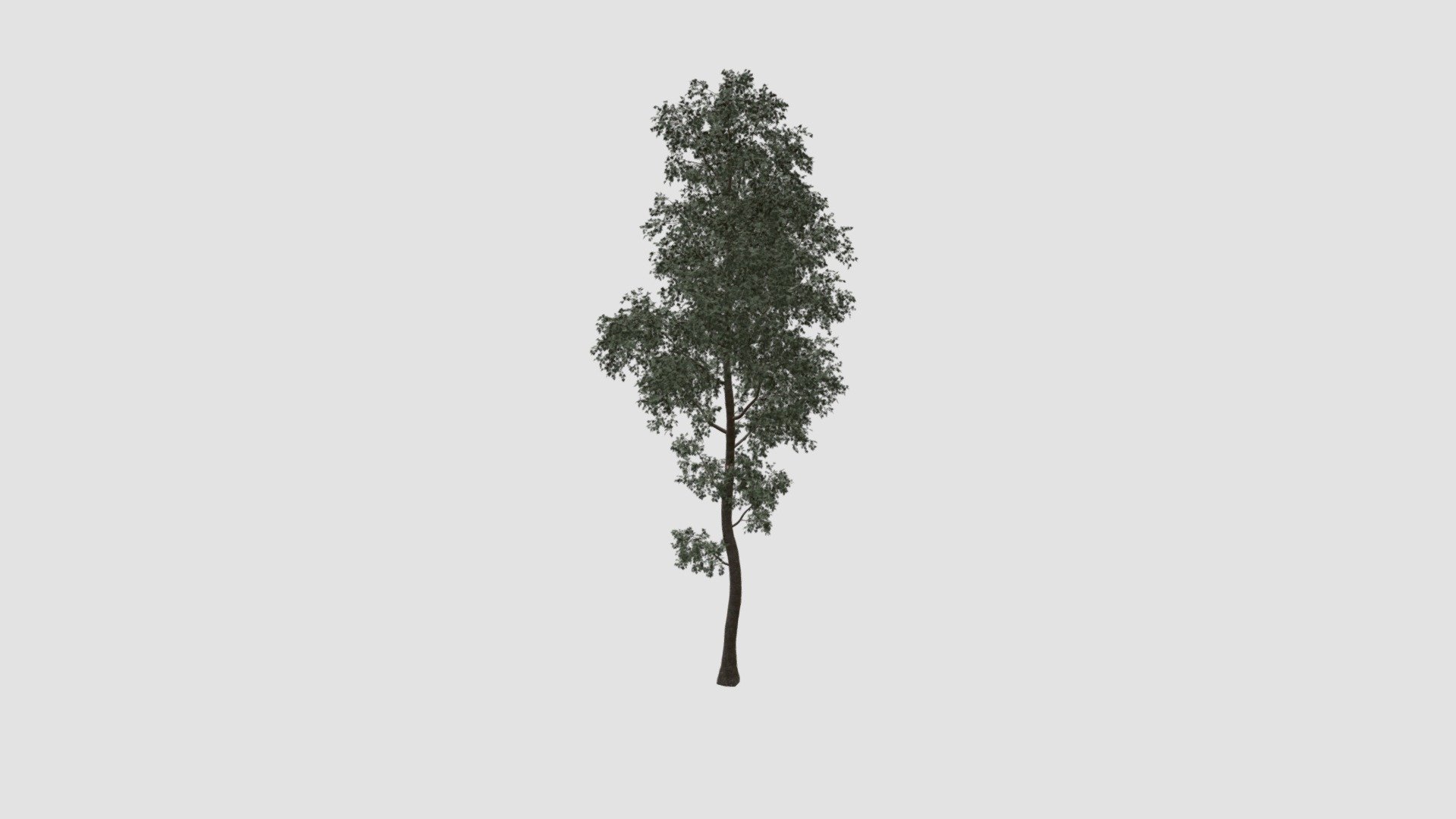 tree 3d model