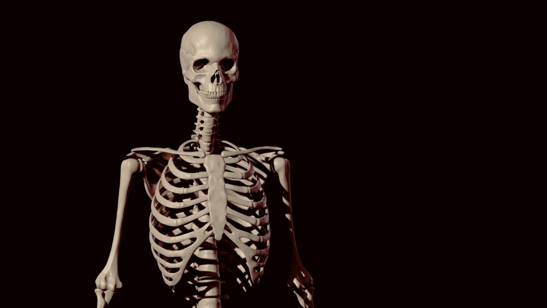 Skeleton 3d model