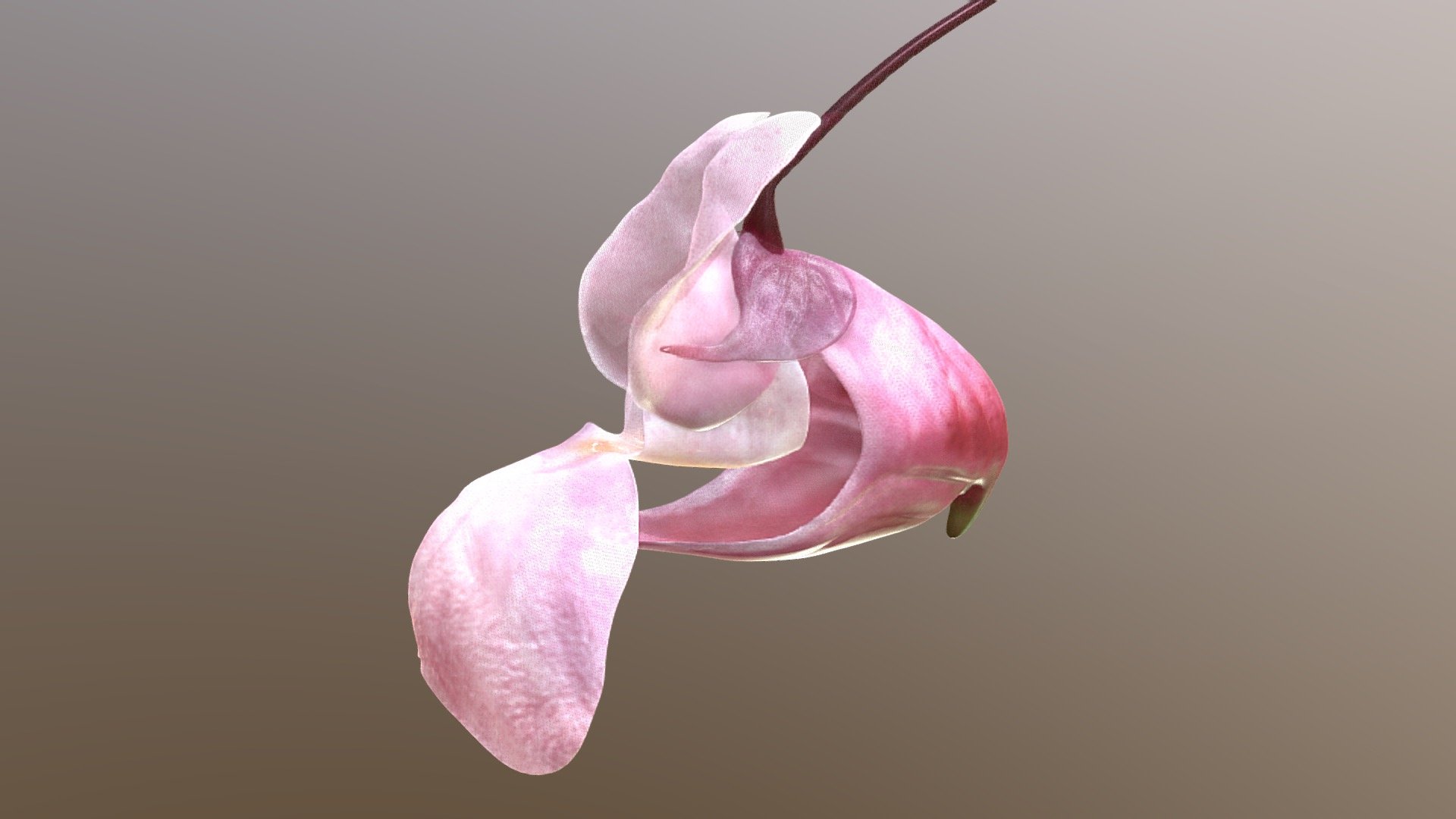 Himalayan balsam flower 3d model