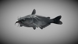 Blue catfish