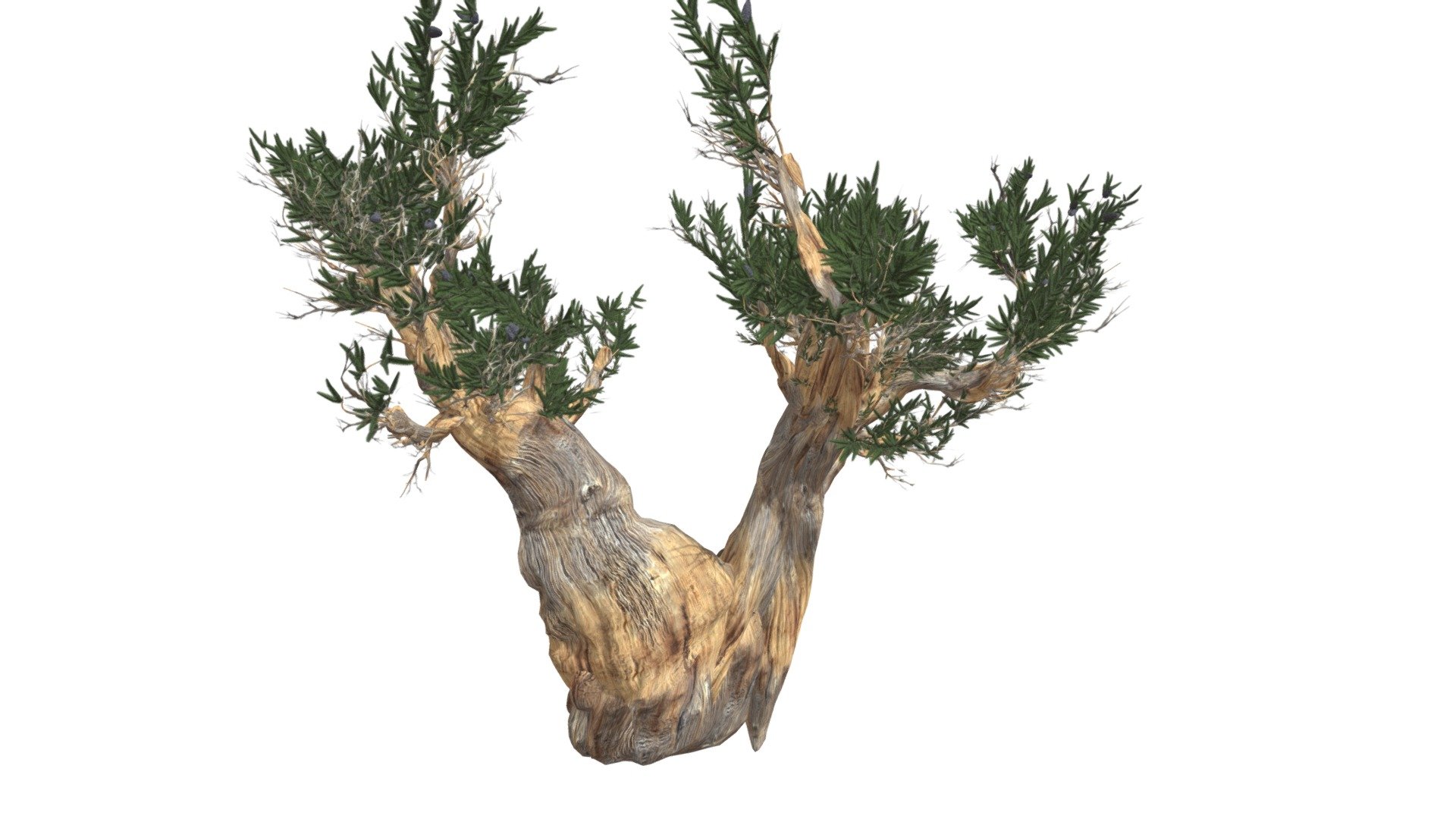 Bristlecone Pine Tree #07 3d model