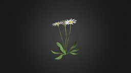 Daisies 3D Model