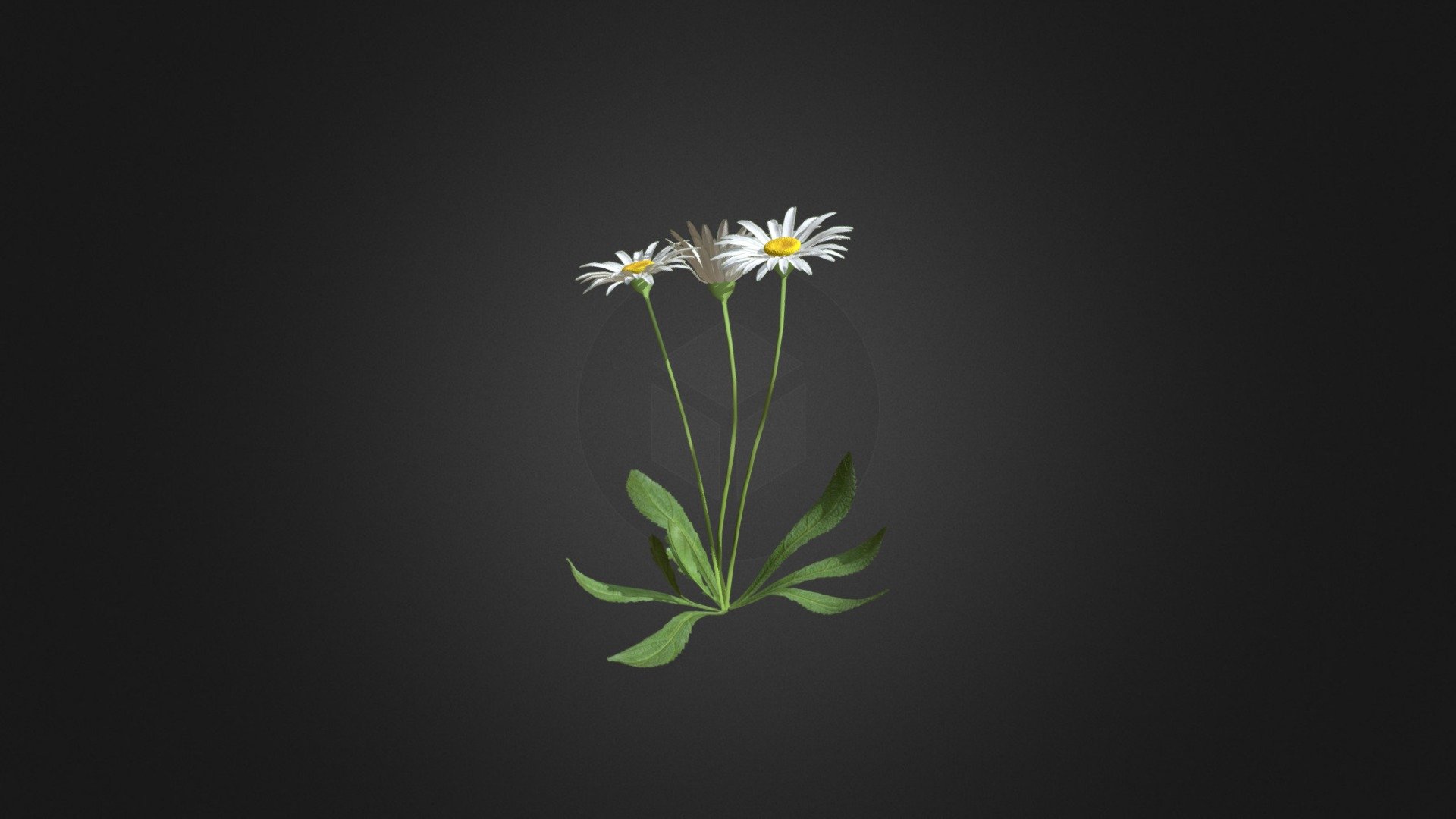 Daisies 3D Model 3d model