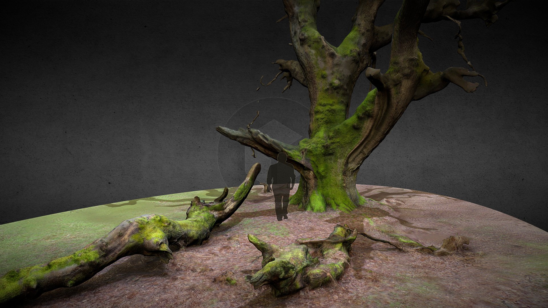 Old Oak Tree (fallen branch) 3d model