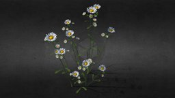 Chamomile flowers, rigged, animated