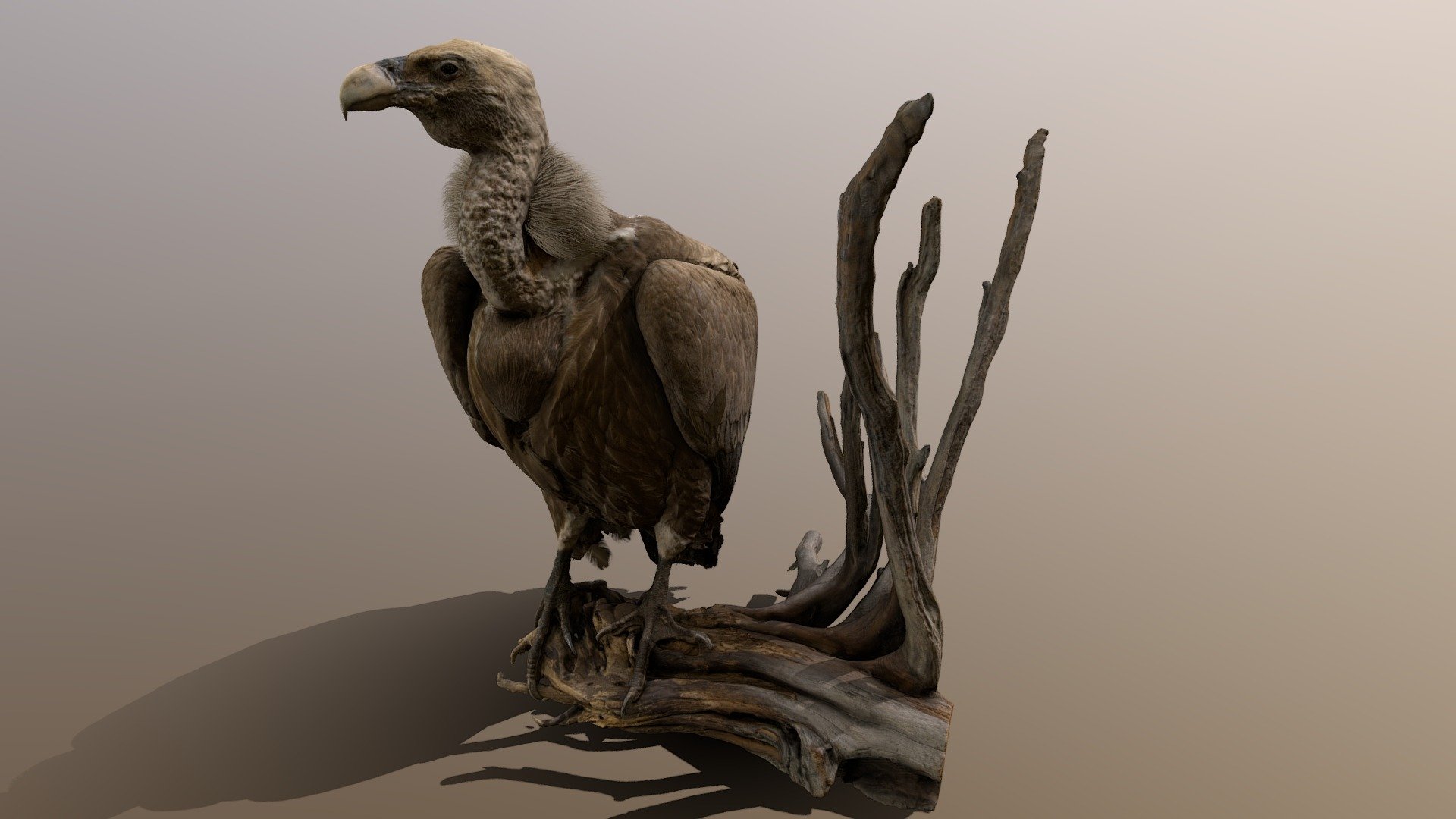 Vulture 3d model