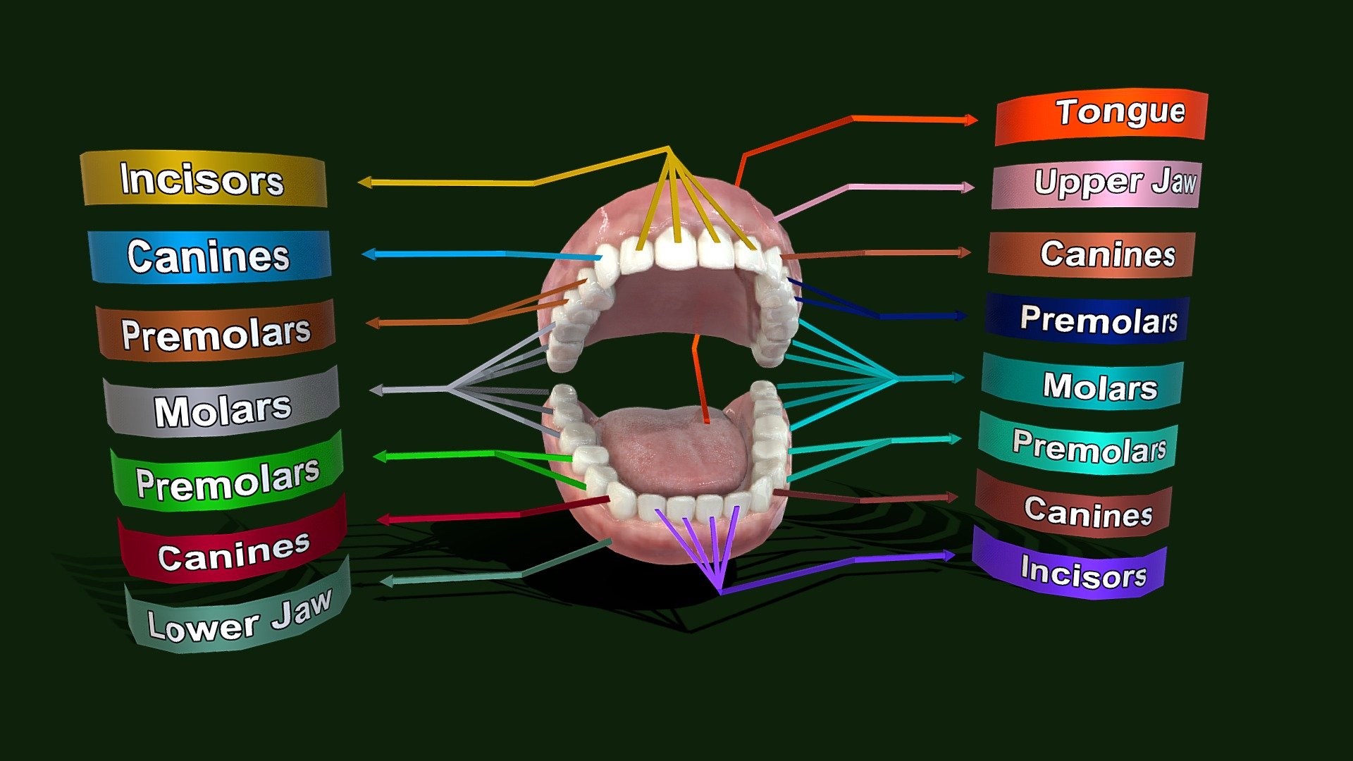 Teeth anatomy 3d model