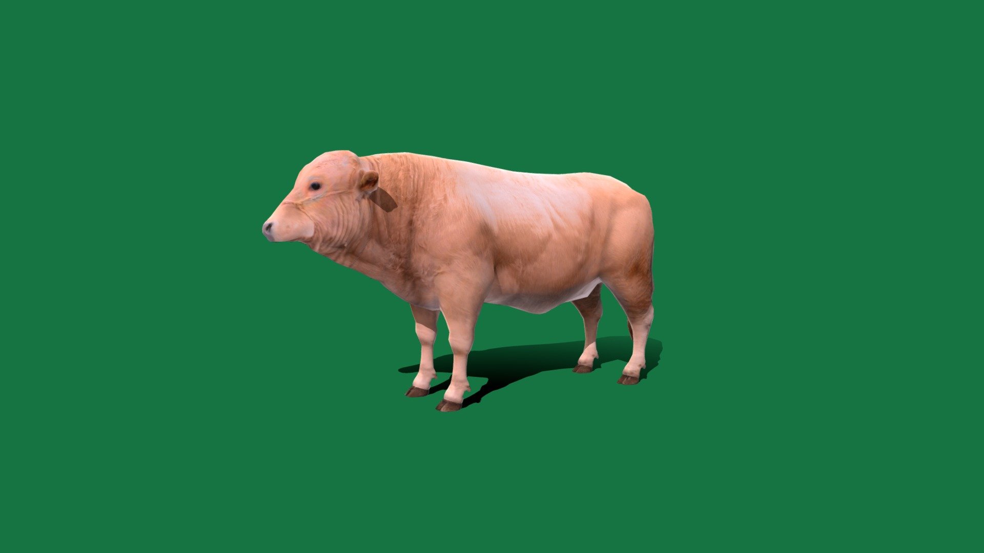 White Bull Cattle (LowPoly) 3d model