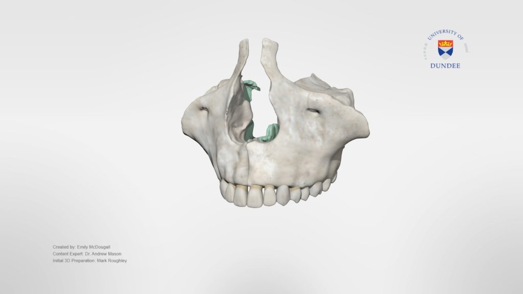 Maxilla and Palatine 3d model