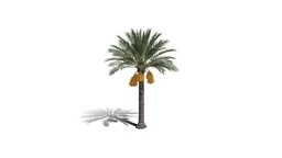 Realistic HD Date palm (11/78)