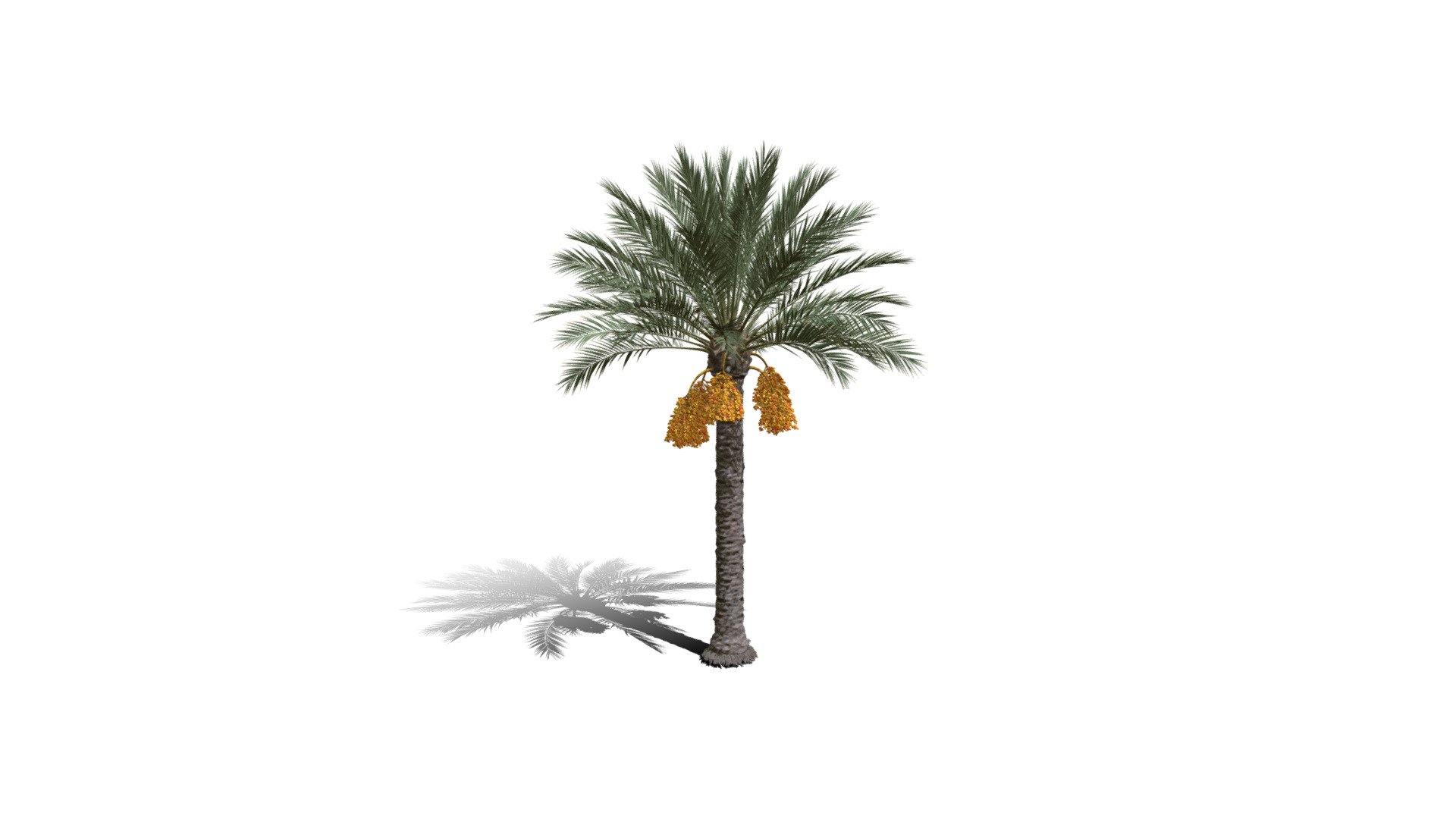 Realistic HD Date palm (11/78) 3d model