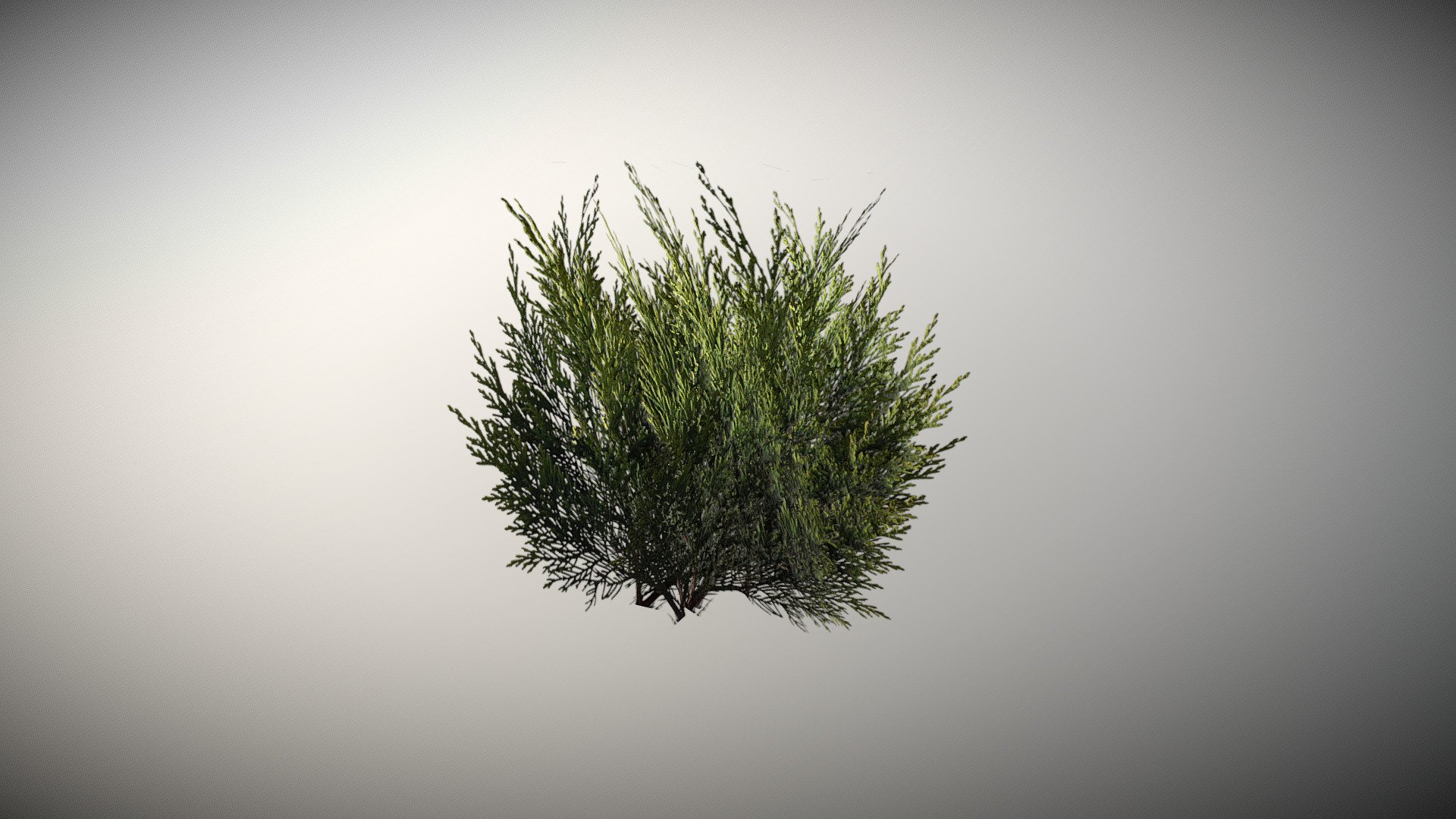 bush 3d model