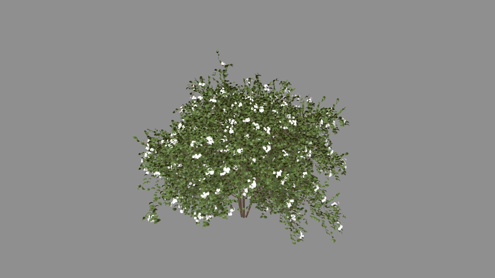 Cornus Racemosa Spring 02 3d model