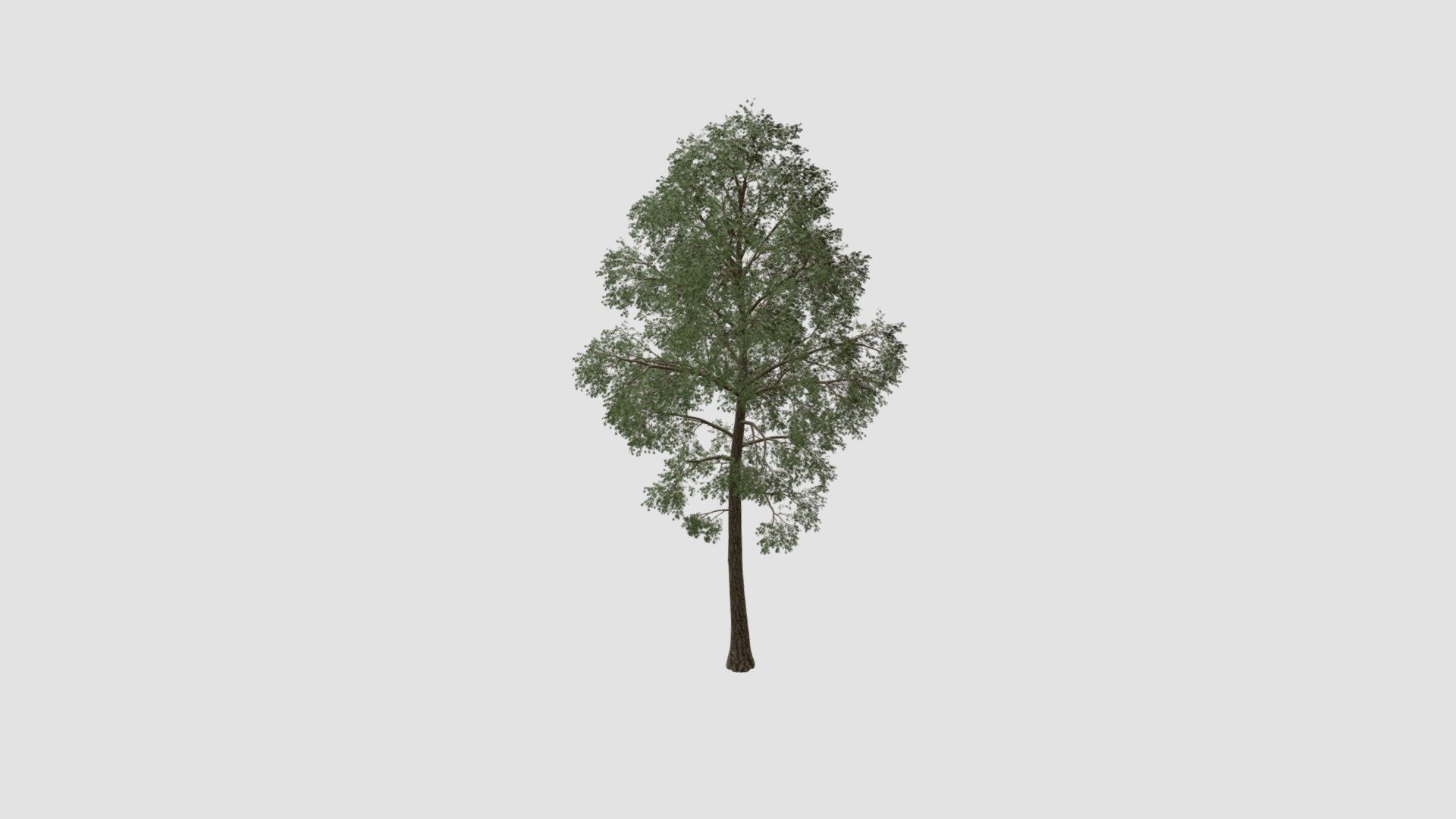 tree 3d model