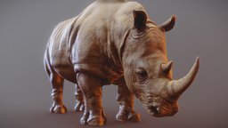 Rhino