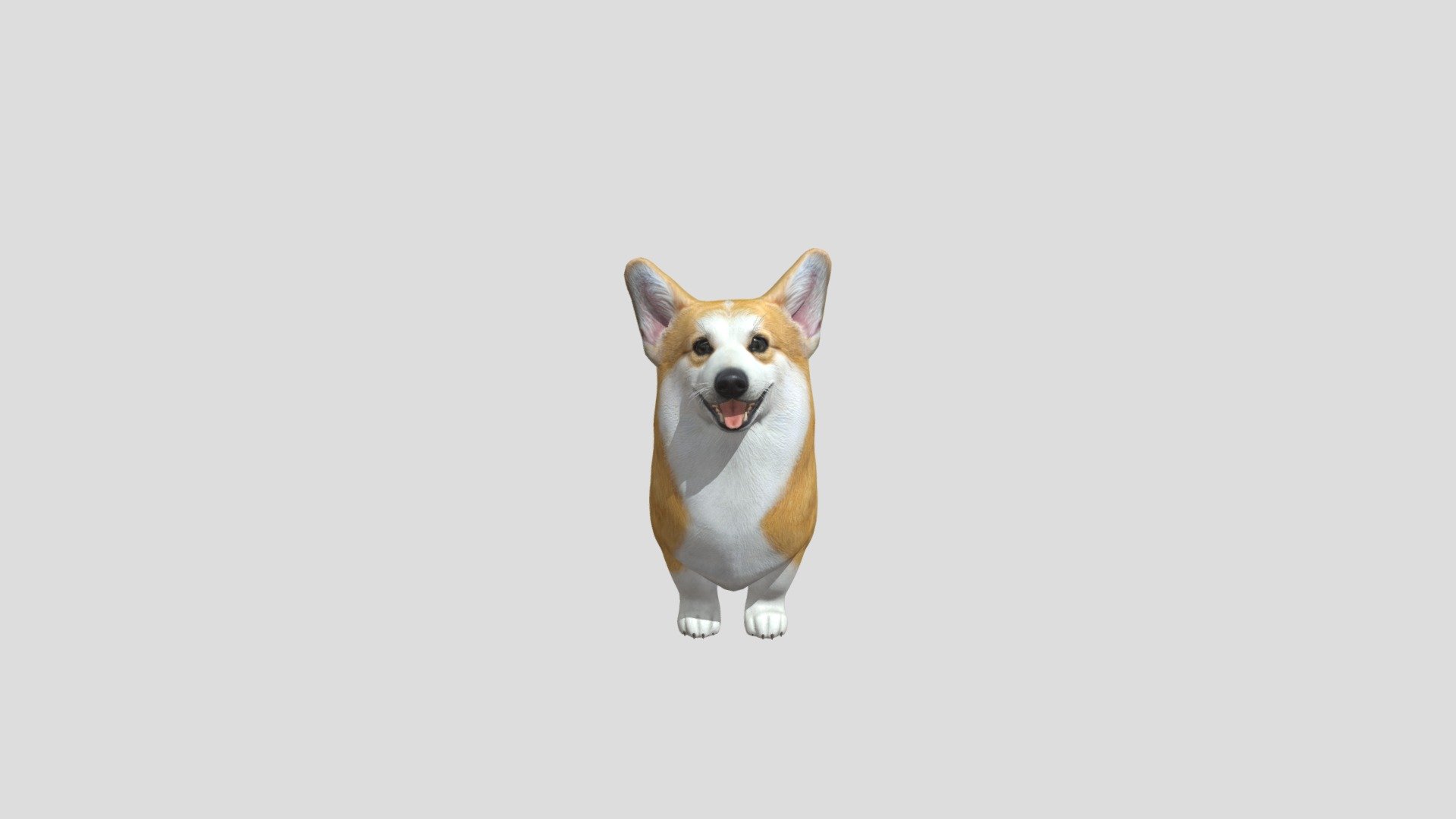 Dog Corgi 3d model