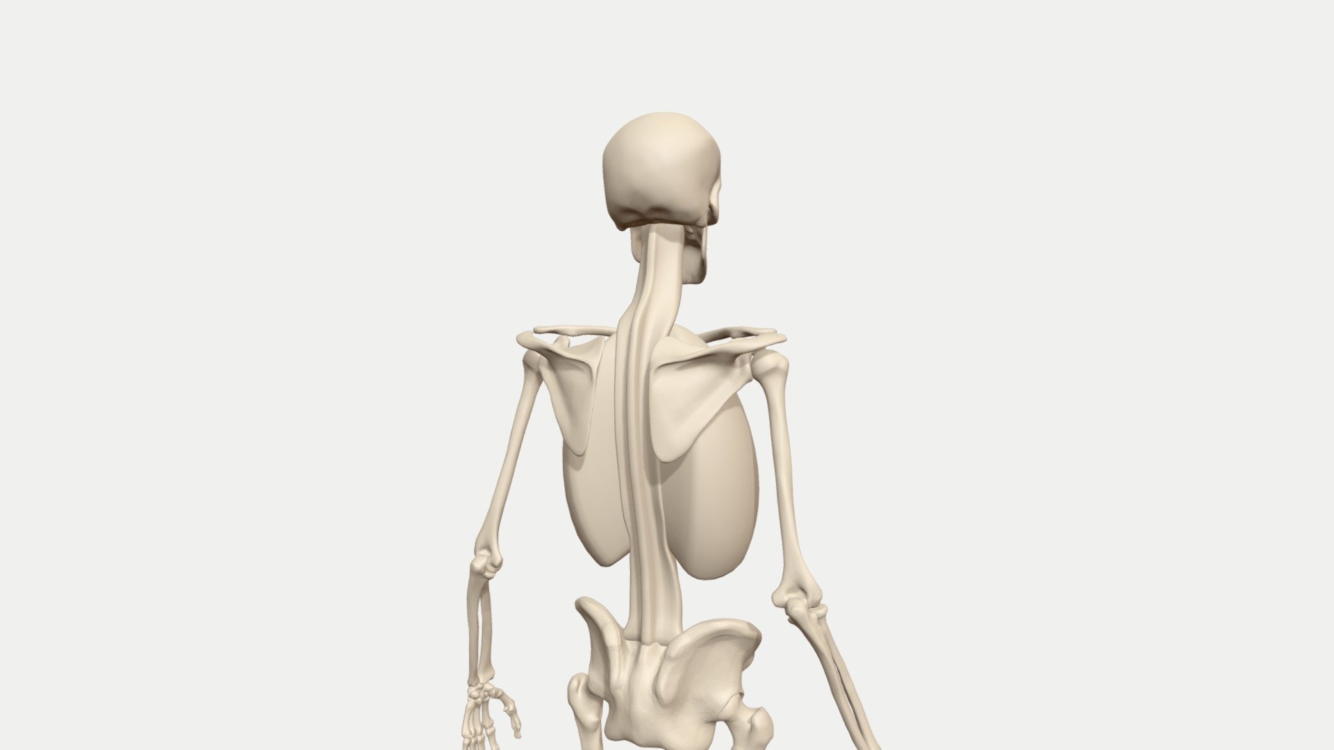 Shoulder pro/retraction animated skeleton 3d model