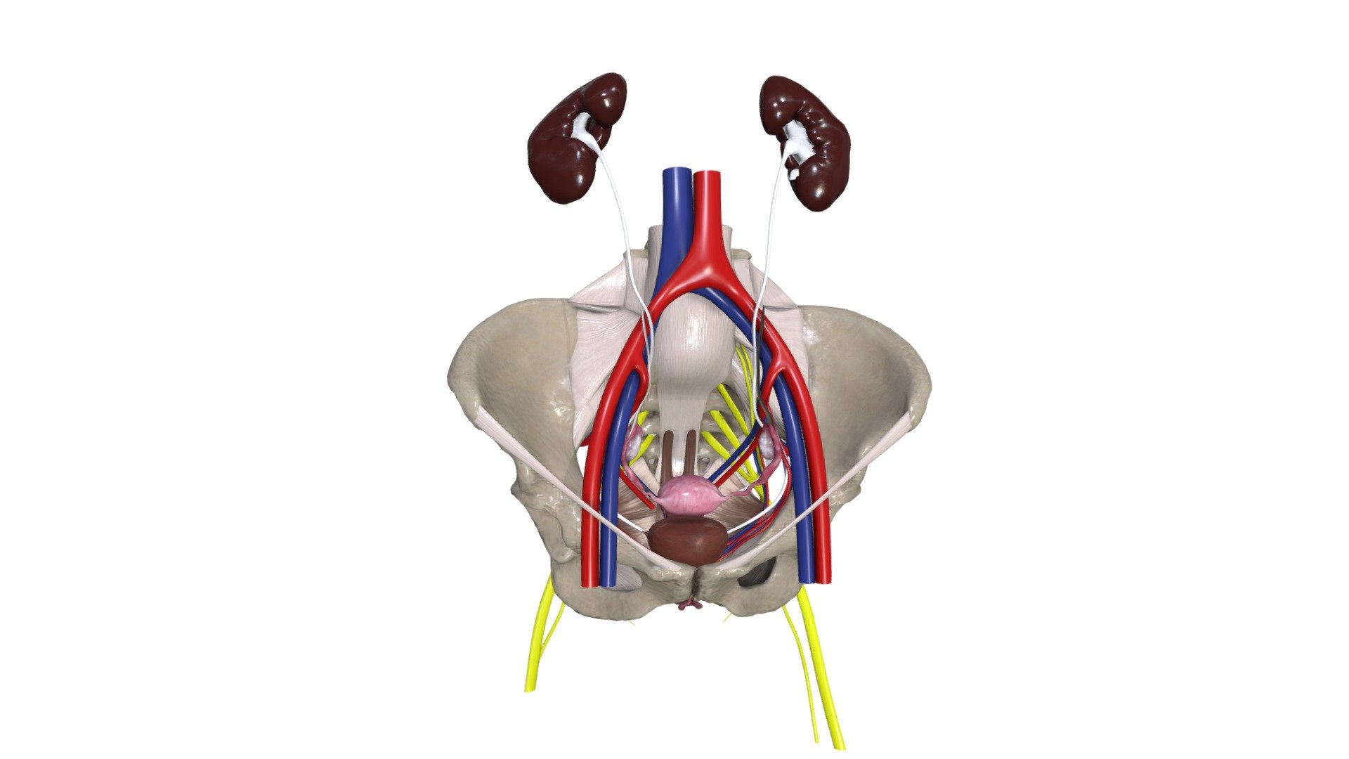 Sieviešu dzimumorgāni 3d model