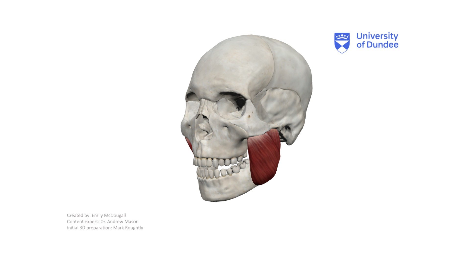 Masseter 3d model