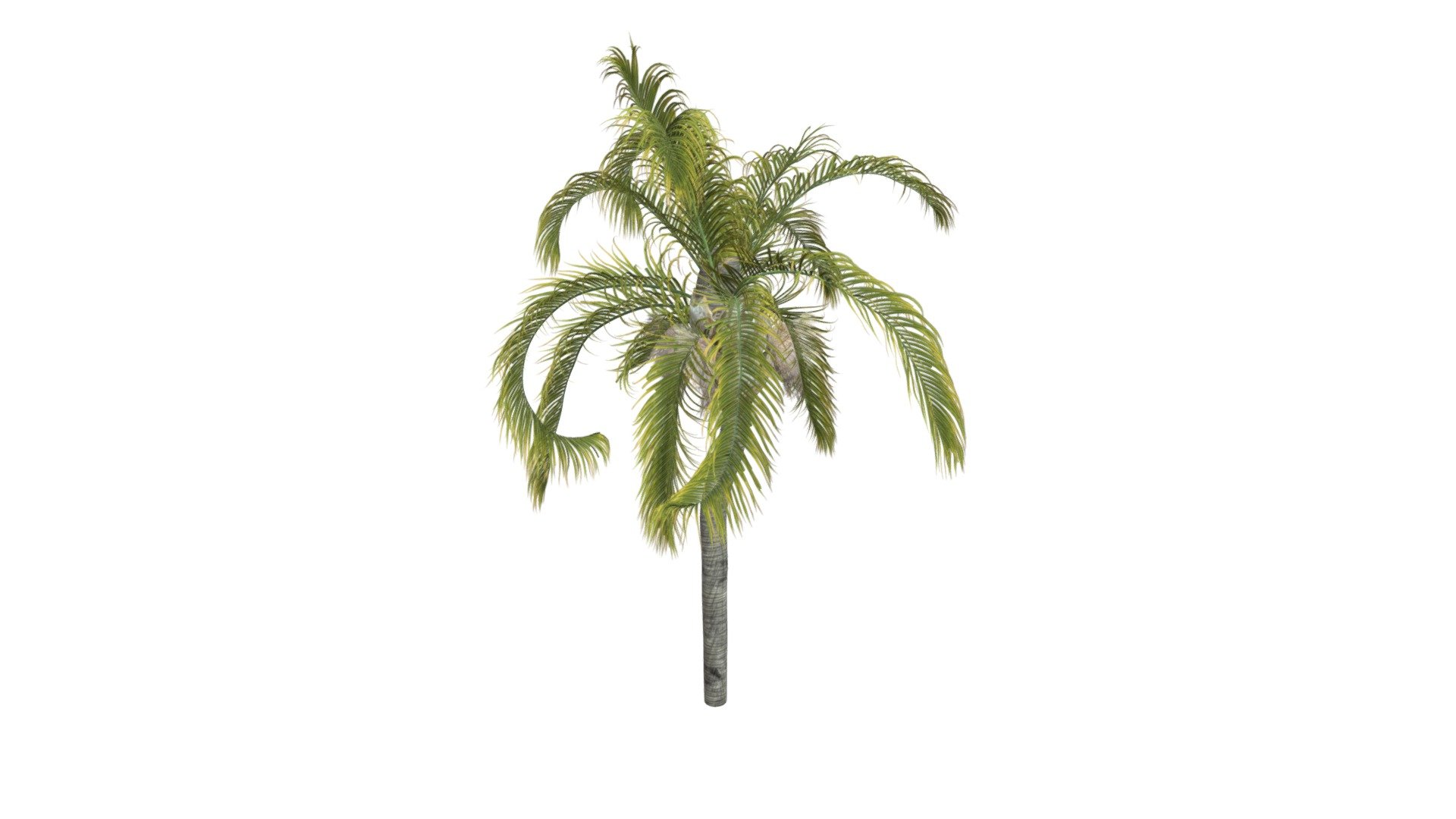 Queen Palm Tree #03 3d model