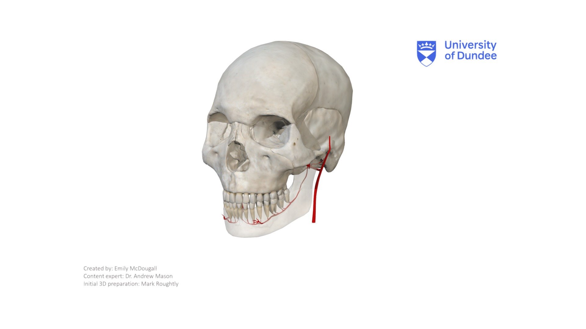 Blood Supply to the TMJ 3d model