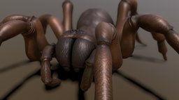 Trap Door Spider