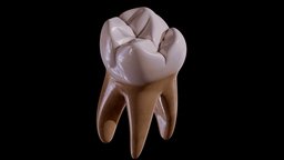 Human Tooth