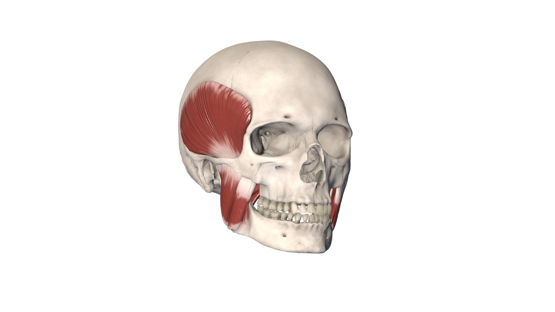 Košanas muskuļi 3d model