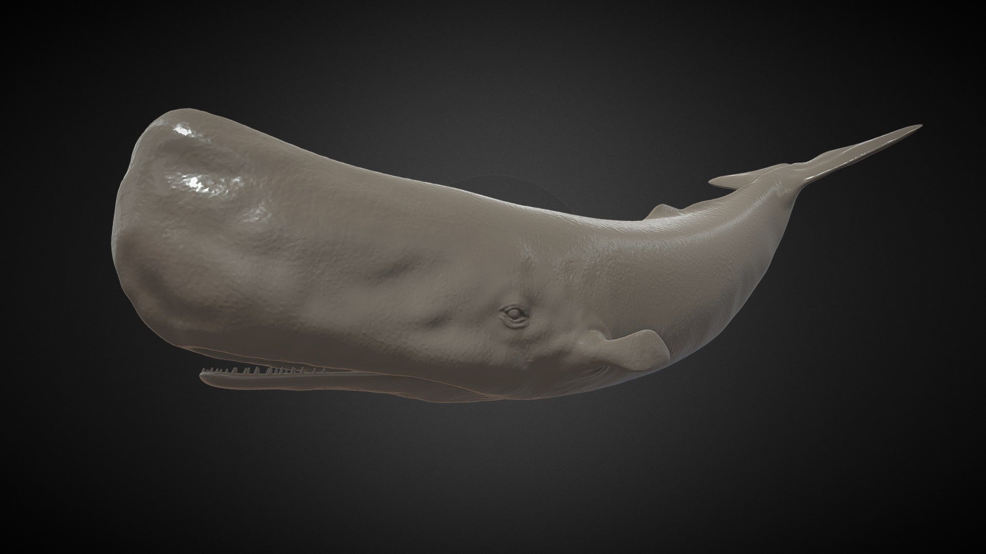 Sperm Whale Printable 3d model