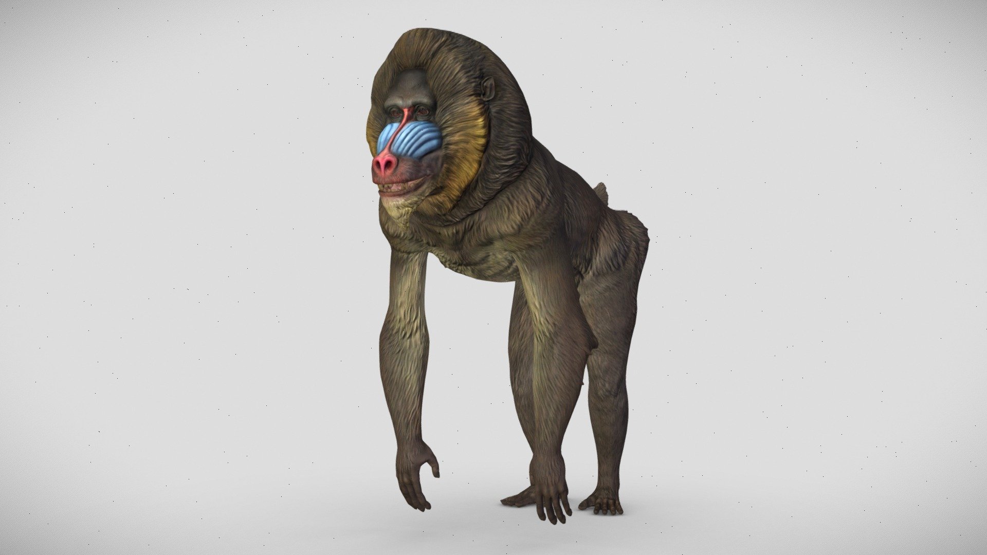 Mandrill 3d model