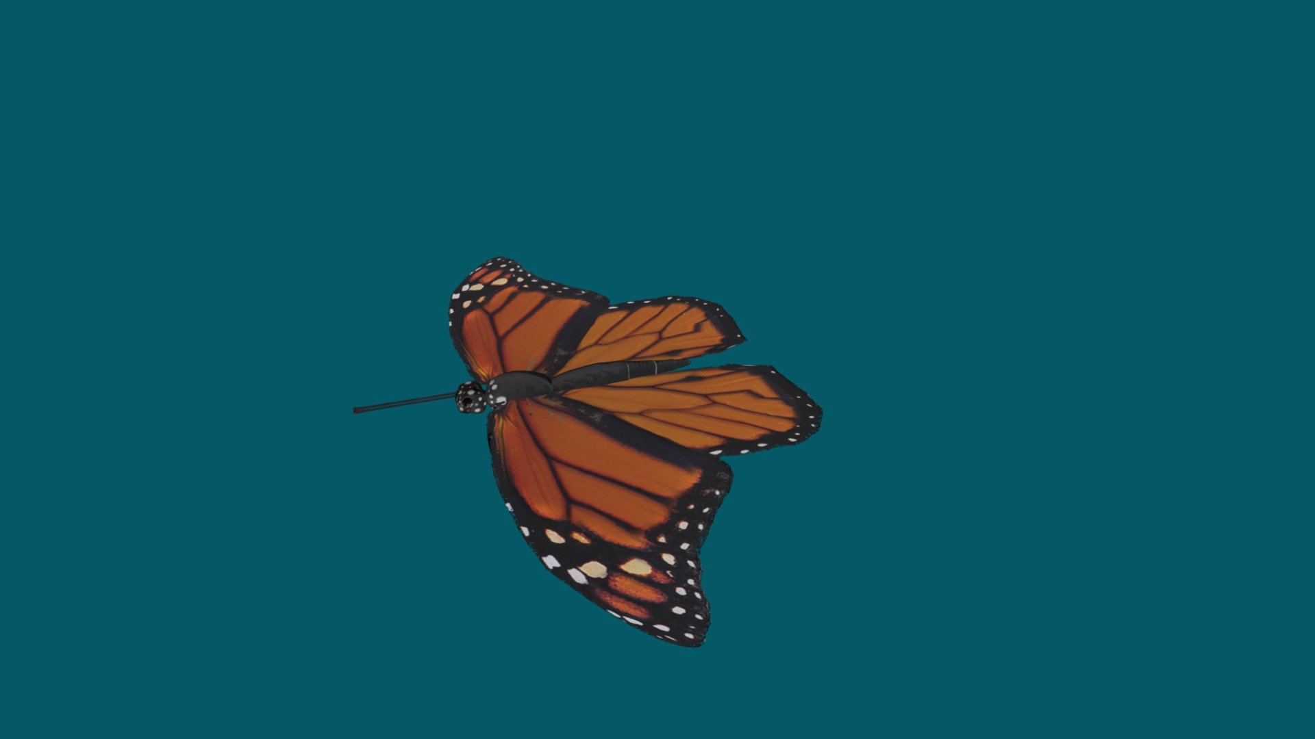 Butterfly Monarch 3d model