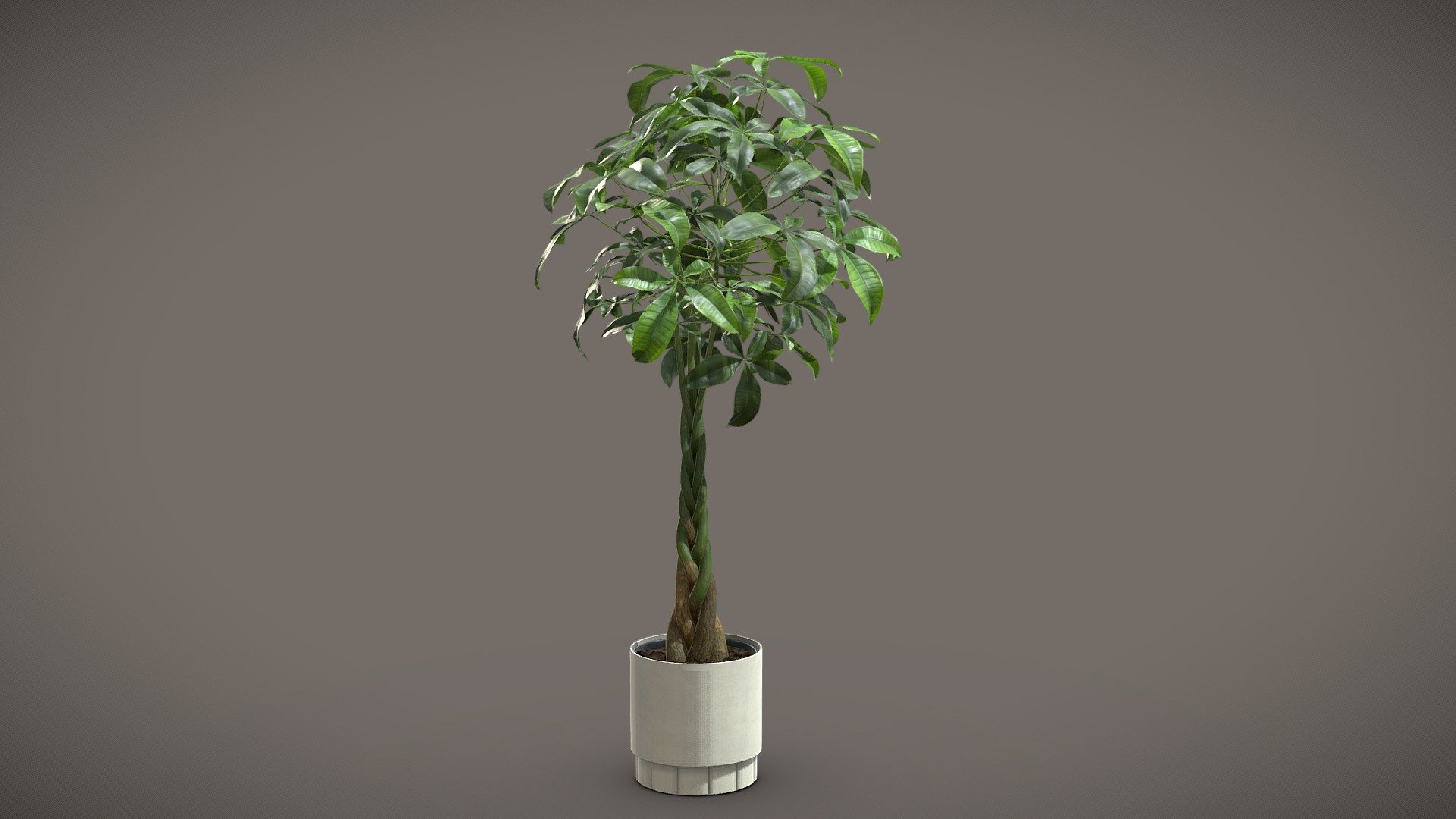 Pachira Aquatica 3d model