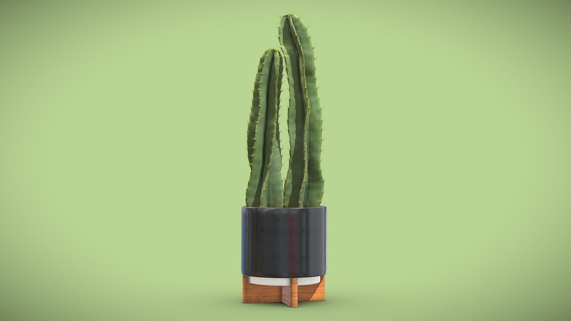 Potted Cereus Peruvianus 3d model