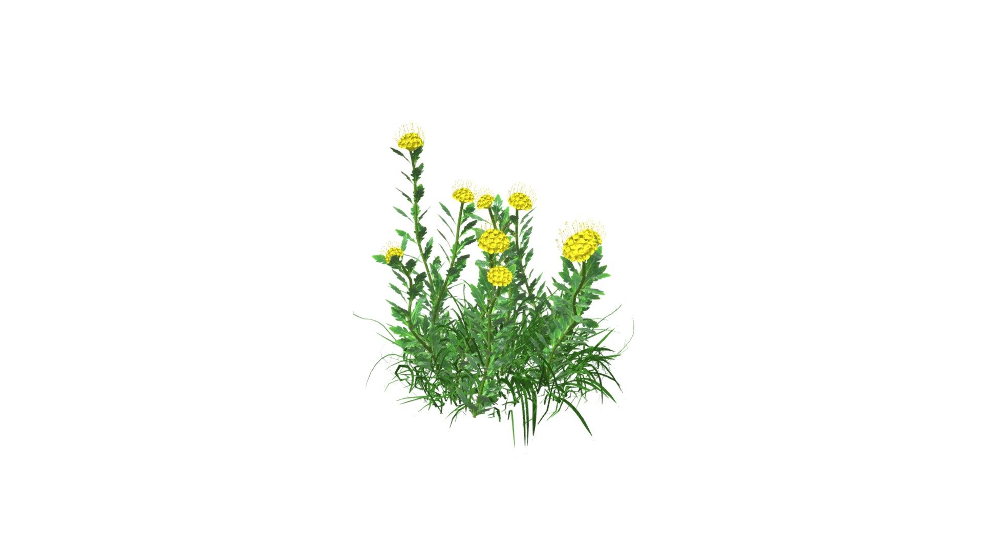 Yellow Pincushion Flower 3d model