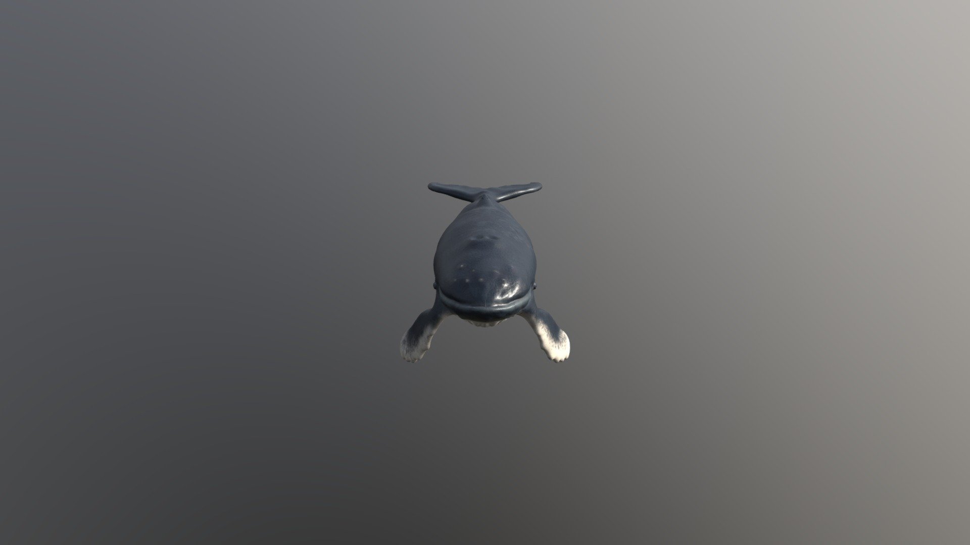 Humpback Whale 3d model