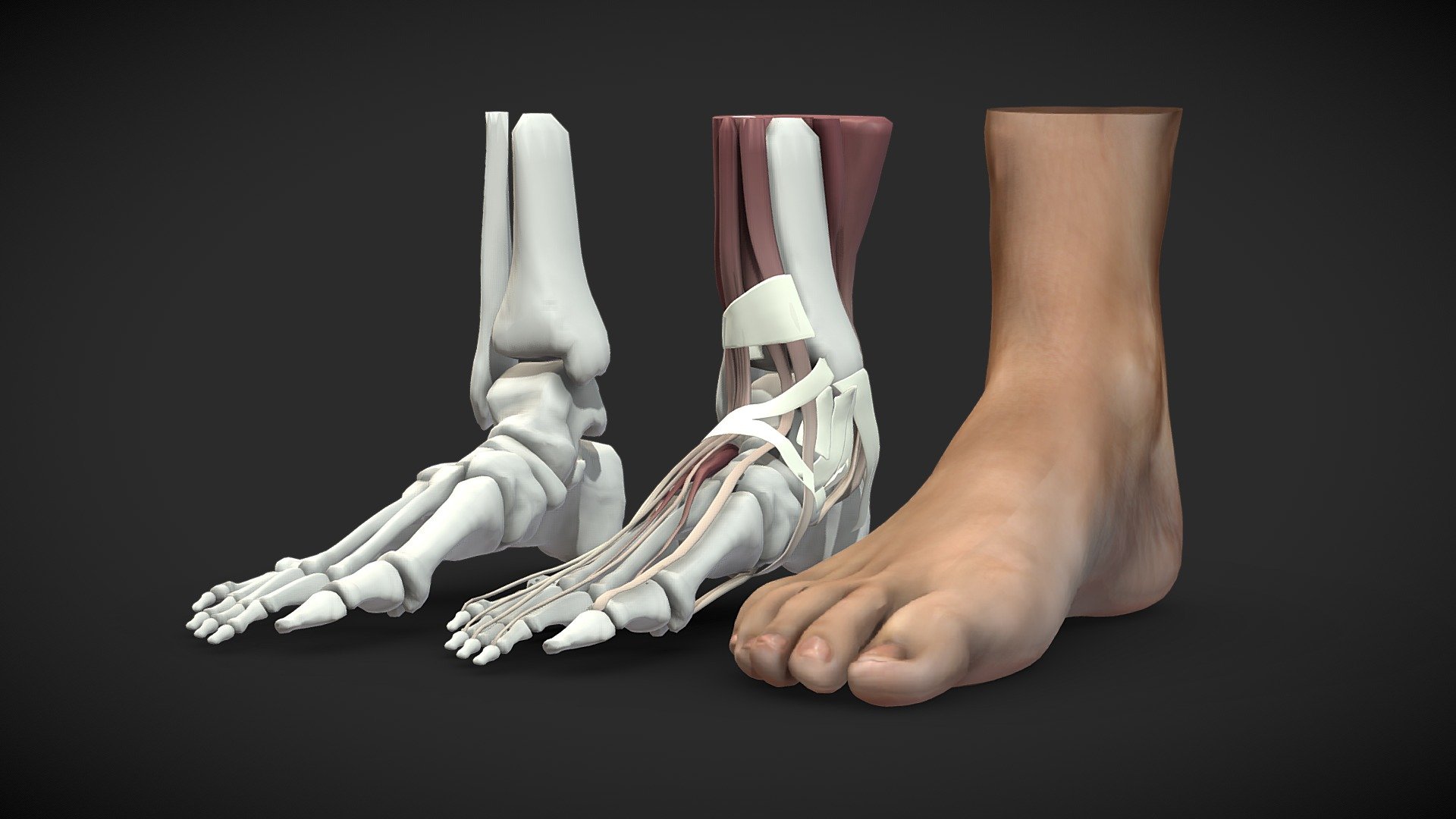 Feet 3D Anatomy 3d model